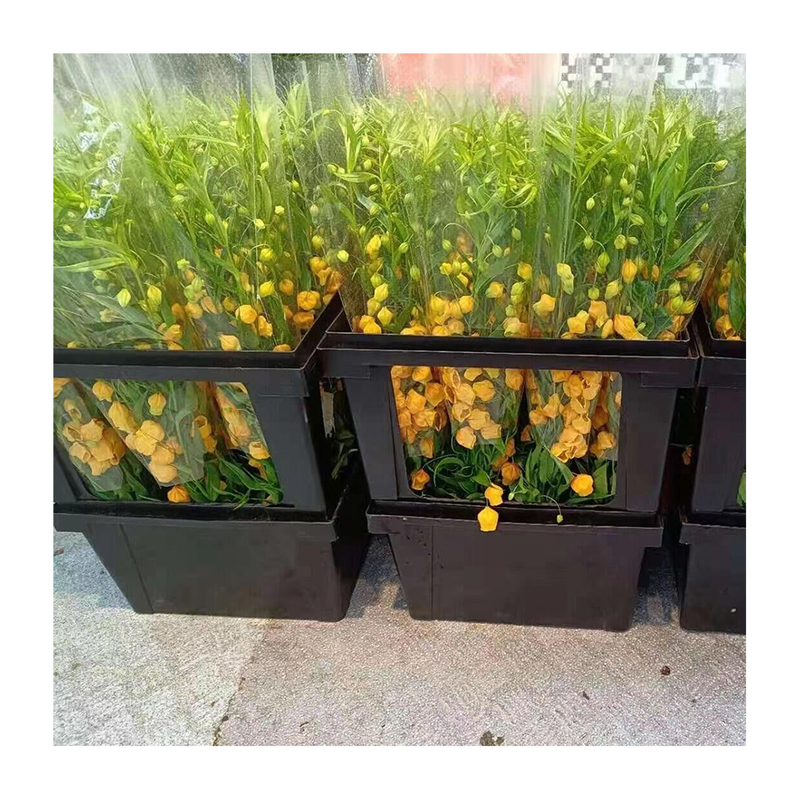 Caja de embalaje y presentación para flores cortadas.